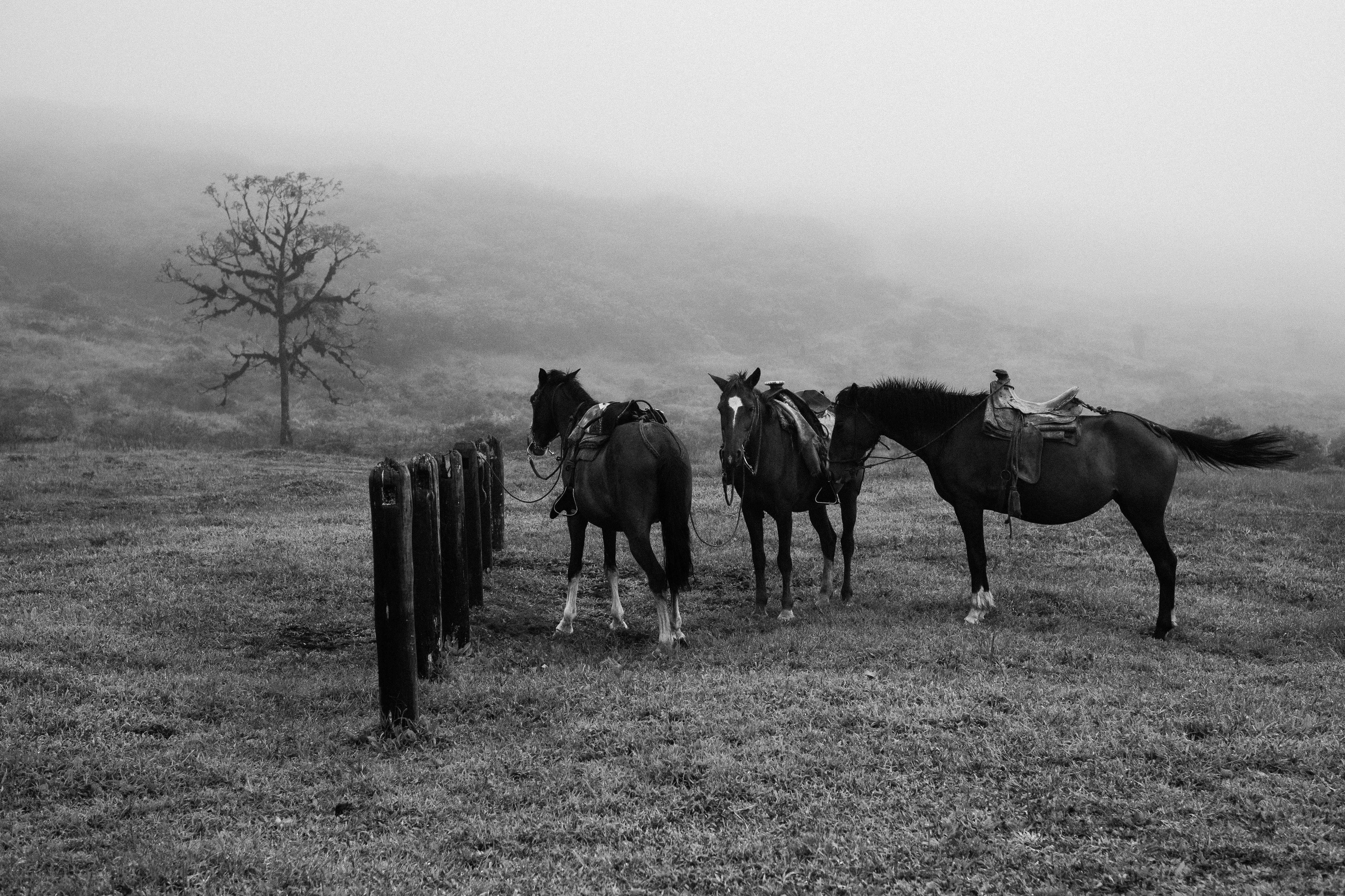 horses in a field